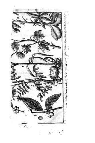 C. C. Robin's Reisen nach dem Innern von Louisiana, dem westlichen Florida und auf die Inseln Martinique und St. Domingo ; in den Jahren 1802, 1803, 1804, 1805 und 1806