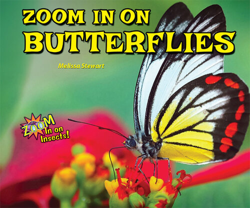 Zoom in on Butterflies