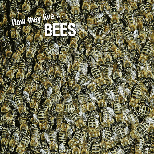 How they live... Bees: Learn All There Is to Know About These Animals!