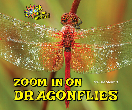 Zoom in on Dragonflies