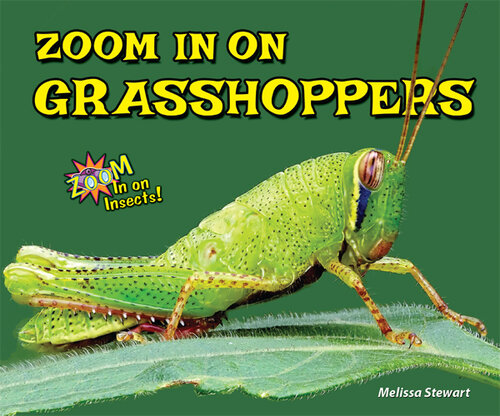 Zoom in on Grasshoppers