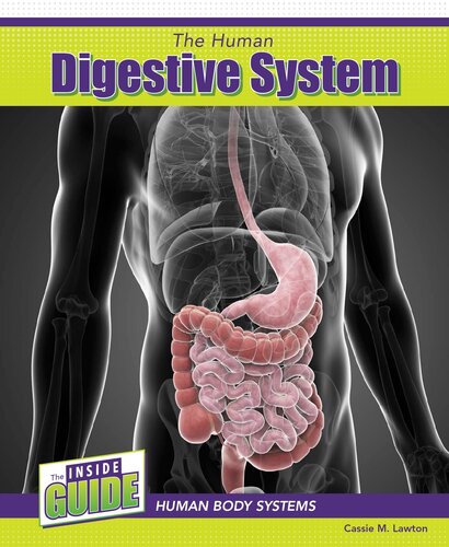 The Human Digestive System