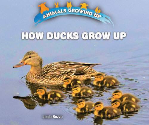 How Ducks Grow Up