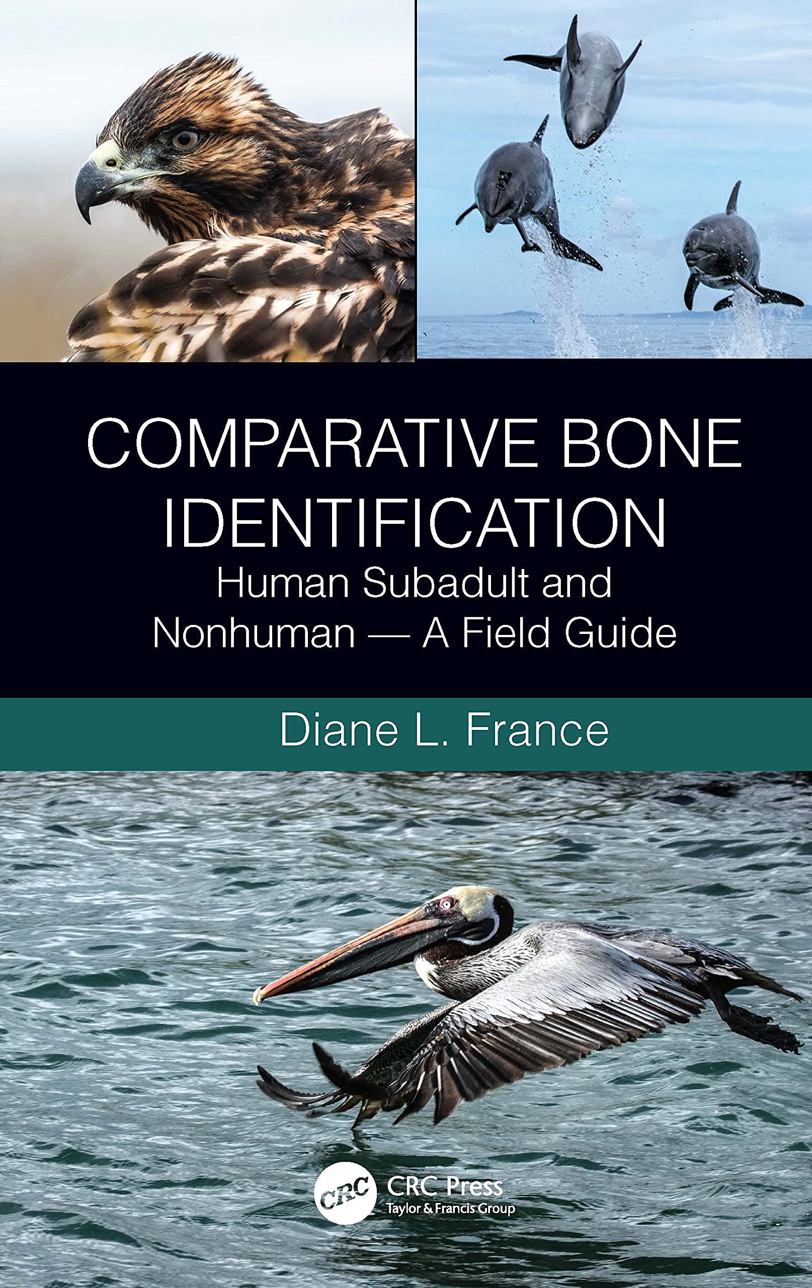 Comparative Bone Identification: Human Subadult and Nonhuman ― A Field Guide