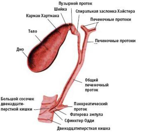 Диагностика и лечение заболеваний желчевыводящих путей