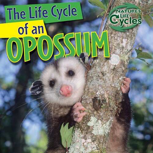 The Life Cycle of an Opossum