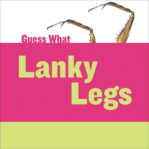 Lanky Legs: Praying Mantis