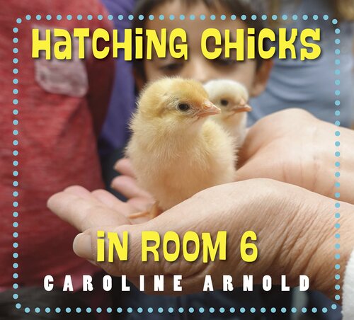 Hatching Chicks in Room 6