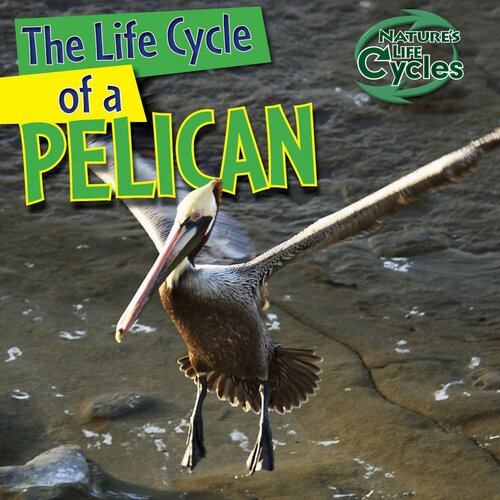 The Life Cycle of a Pelican