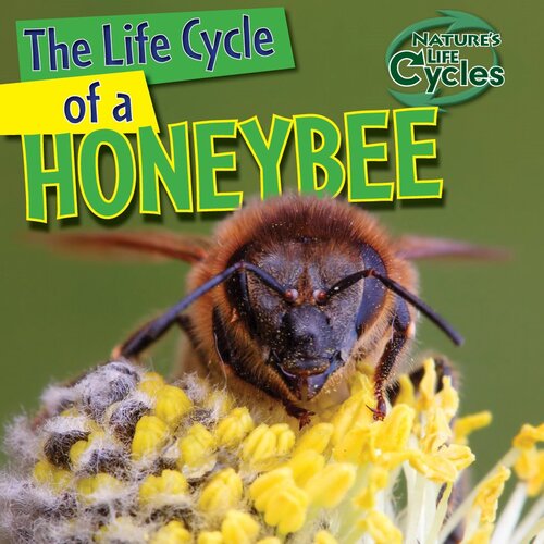 The Life Cycle of a Honeybee