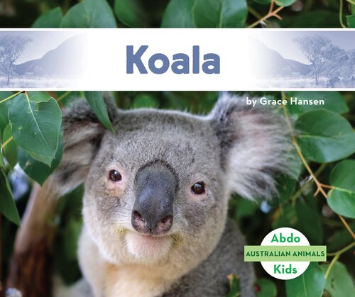 Koala