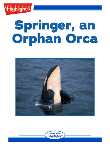 Springer, an Orphan Orca