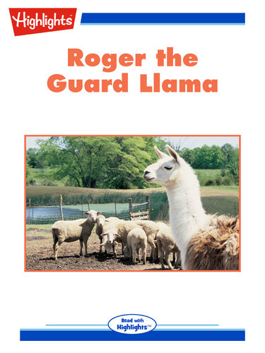 Roger the Guard Llama