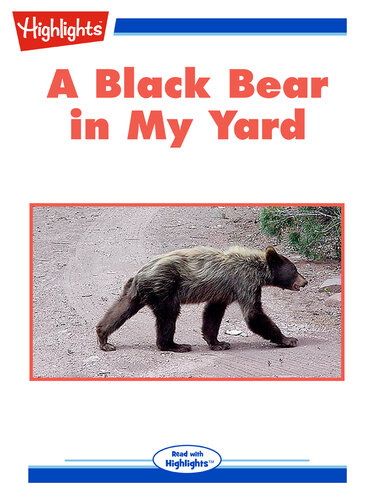 A Black Bear in My Yard