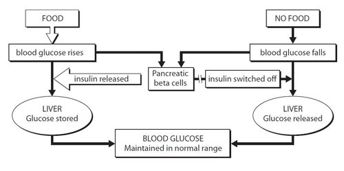 Type 1 Diabetes: Expert and Practical Advice; Your Most Vital Questions Answered