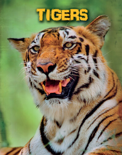 Tigers