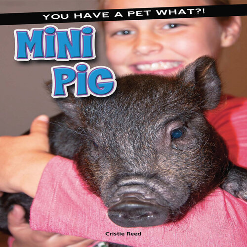 Mini Pig