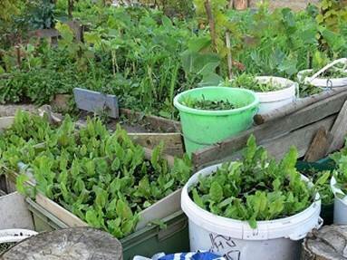 Organic Gardening 101: 
