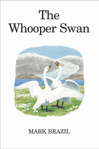 The Whooper Swan
