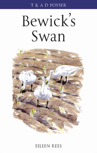 Bewick’s Swan