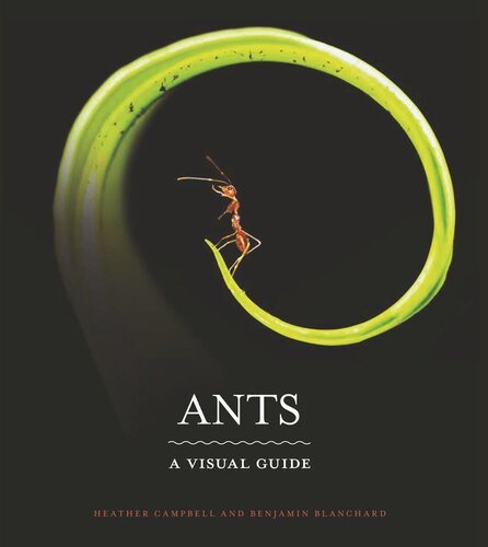 Ants: A Visual Guide