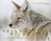 Yellowstone Wildlife: Ecology and Natural History of the Greater Yellowstone Ecosystem