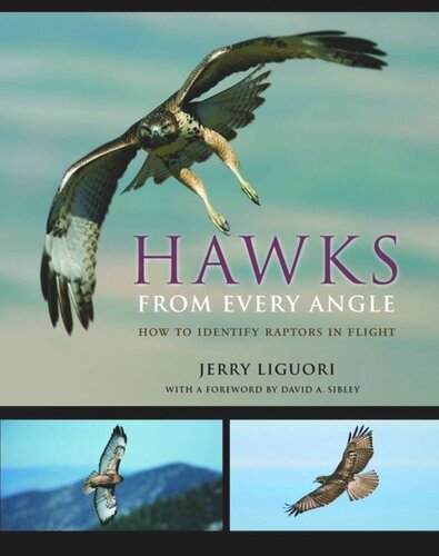 Hawks from Every Angle: How to Identify Raptors In Flight