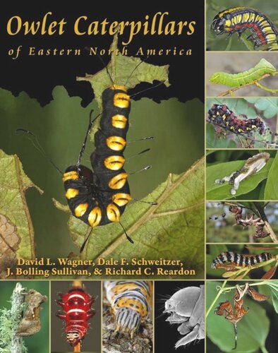 Owlet Caterpillars of Eastern North America