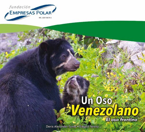 Un oso venezolano, el oso frontino
