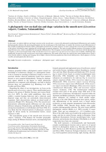 A phylogenetic view on skull size and shape variation in the smooth newt (Lissotriton vulgaris, Caudata, Salamandridae)