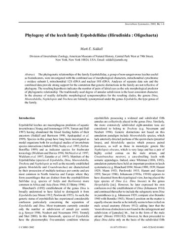 Phylogeny of the leech family Erpobdellidae (Hirudinida : Oligochaeta)