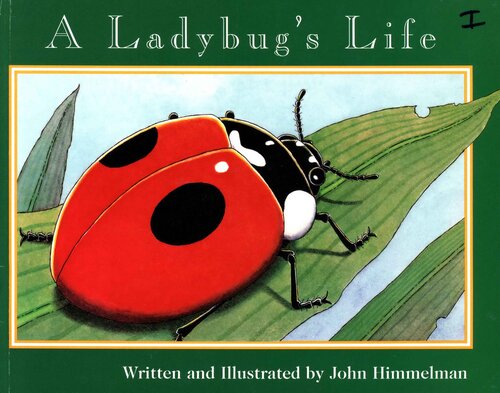 A Ladybug's Life