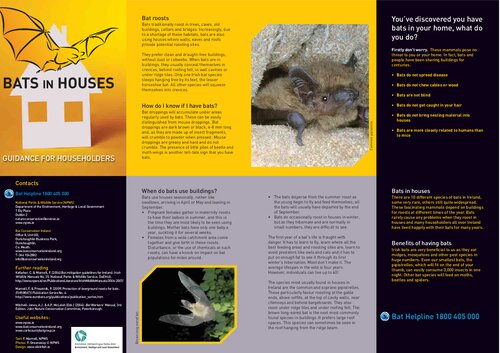 Bats in houses