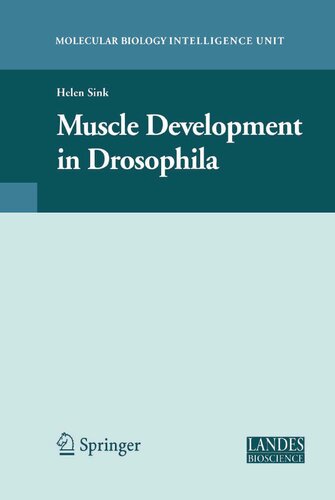Muscle Development in Drosophilia