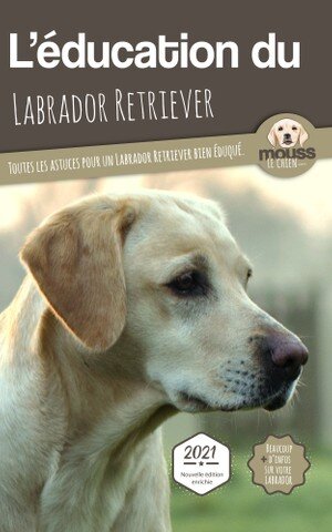 L'éducation du labrador retriever
