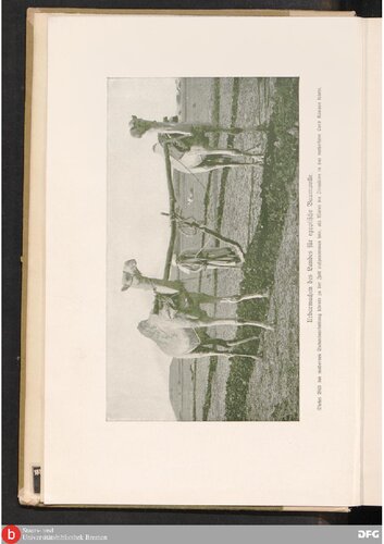 Die Baumwolle. Ihre Kultur, Ernte, Verarbeitung und der internationale Baumwollhandel nach 