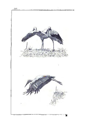 Das Flugprincip [Flugprinzip] : Eine populär-wissenschaftliche Studie als Grundlage zur Lösung des Flugproblems