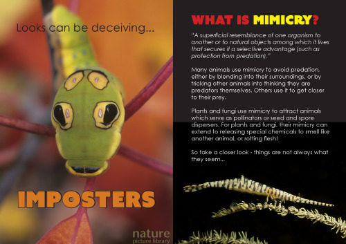 Imposters. What is mimicry?
