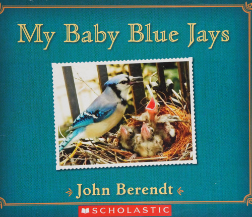 My Baby Blue Jays
