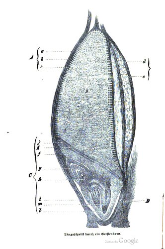 Ueber die Chemie des Bieres vom Gerstenkorn bis Fertigstellung. Allgemein verständlicher Vortrag, gehalten im Hamburger Bezirksverein deutscher Ingenieure