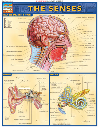 Senses Laminated Reference Guide (Quickstudy: Academic)