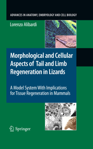 Morphological and Cellular Aspects of Tail and Limb Regeneration in Lizards: A Model System With Implications for Tissue Regeneration in Mammals
