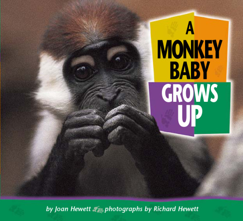 A Monkey Baby Grows Up (Baby Animals)