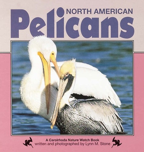 North American Pelicans (Nature Watch)