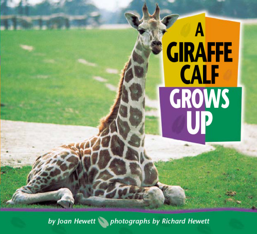 A Giraffe Calf Grows Up (Baby Animals)