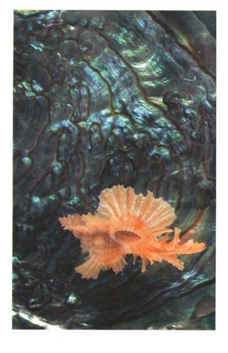 Морские раковины. Краткий определитель