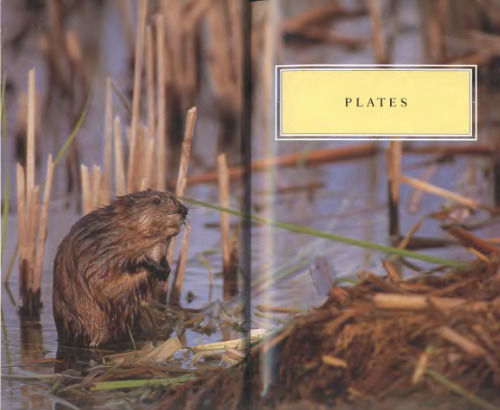 Peterson Field Guide to Mammals of North America: Fourth Edition (Peterson Field Guides)