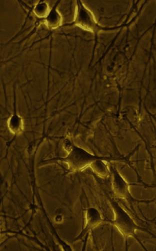 Drugs of Abuse. Neurological Reviews and Protocols