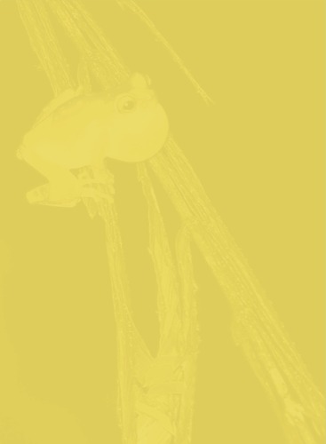 Anfibios de la región de Calakmul, Campeche, México