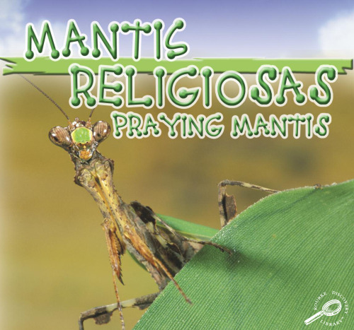 Mantis Religiosas - Praying Mantises